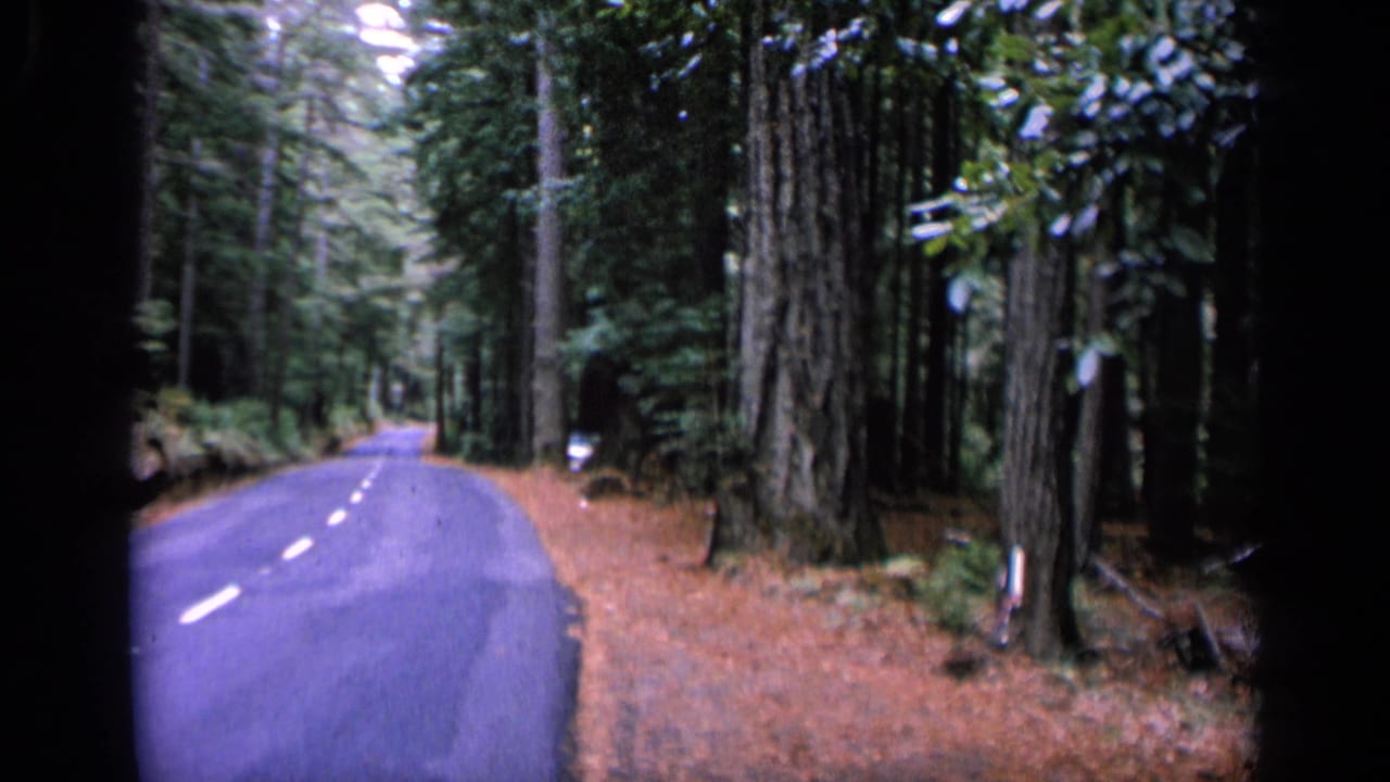 Curving paved road through tall trees with dark film-frame edges.