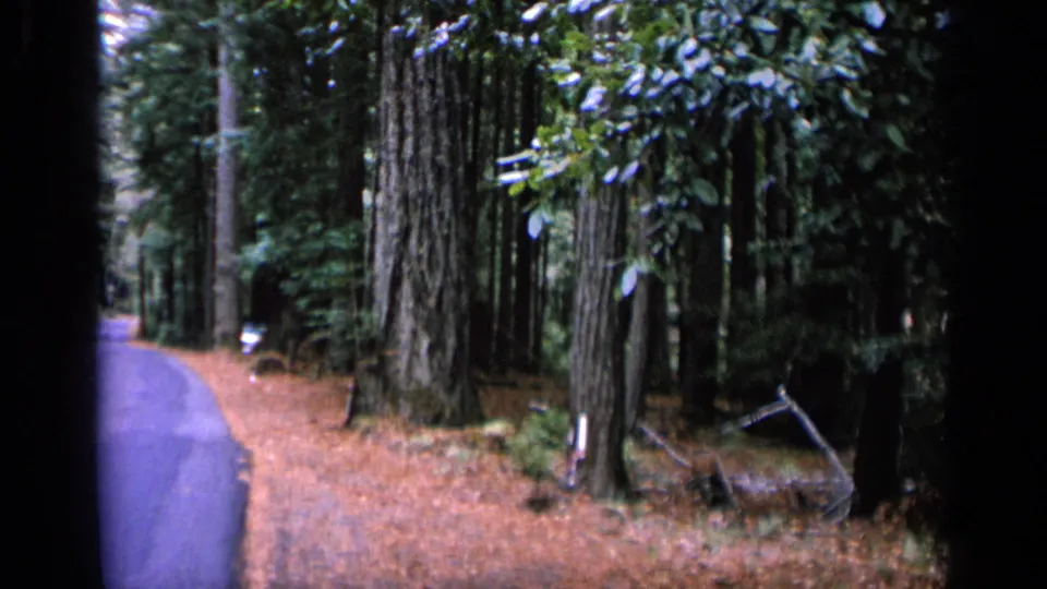 1963 8mm frame showing the left edge of a winding road beside tall trees, brown ground cover, and small roadside markers.