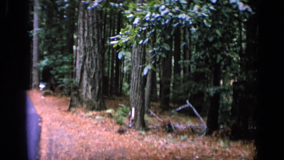 1963 home-movie frame from the San Francisco metadata location showing roadside trees, dense foliage, and a sliver of paved road.