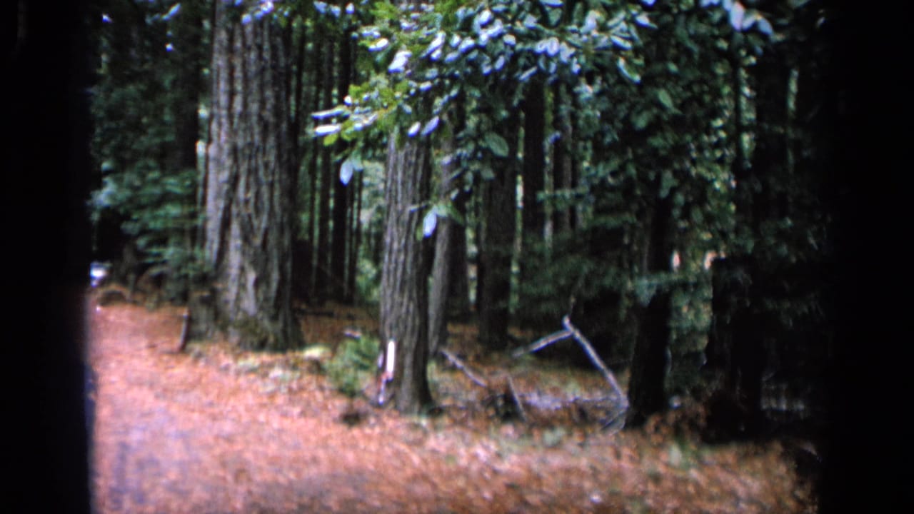 Wooded area with tall trees, dark trunks, and a leaf-covered ground.