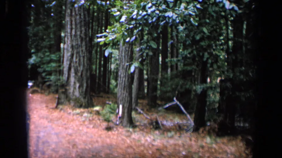 8mm home-movie frame showing a wooded area with tall trunks, dense foliage, and brown ground cover before the trolley scene.