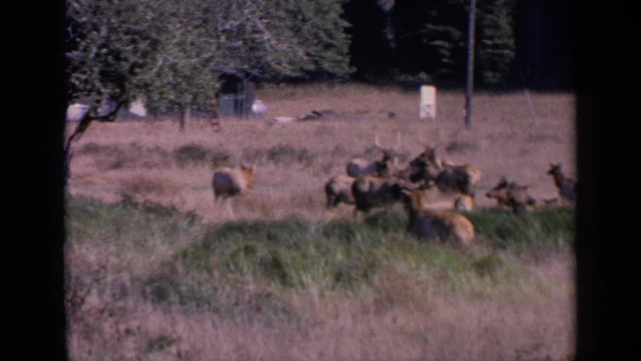 1963 8mm frame of deer grazing and gathering in a dry San Francisco pasture with a dark tree line beyond.