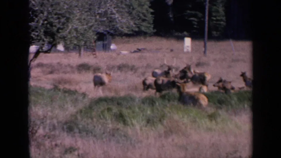 1963 8mm frame of deer grazing and gathering in a dry San Francisco pasture with a dark tree line beyond.