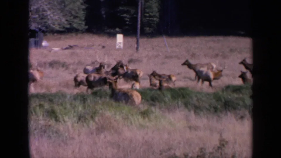 1963 8mm frame showing deer roaming across a sunlit pasture in San Francisco, with other deer grouped near taller grass.