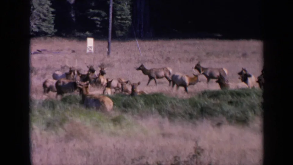 1963 8mm frame of a deer herd spread across a dry San Francisco pasture with trees and a pale marker in the background.