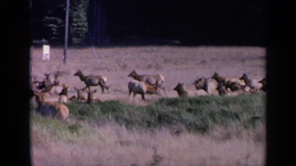 1963 8mm frame showing deer crossing a dry San Francisco pasture, with a wooded background and soft home-movie framing.