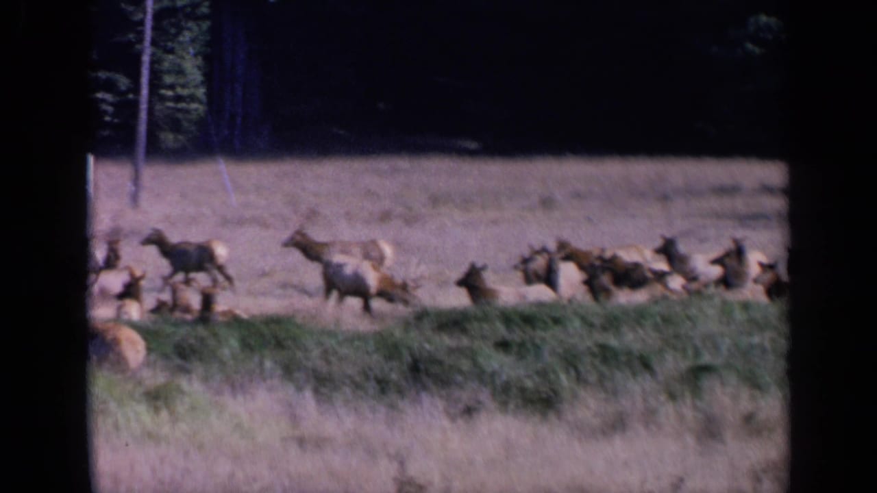 1963 8mm home-movie frame showing elk crossing and grazing in a dry field with a darker wooded backdrop.