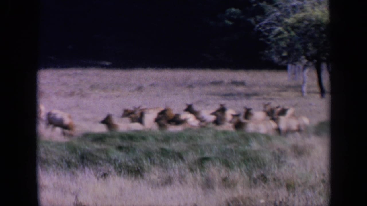 Distant 1963 wildlife frame with elk grazing and moving across a dry field, seen through soft 8mm color footage.