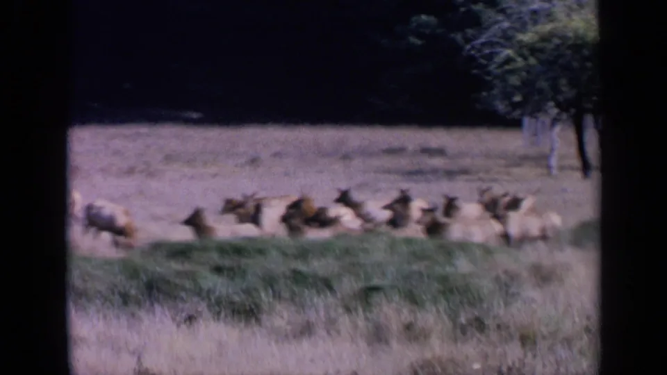 Distant 1963 wildlife frame with elk grazing and moving across a dry field, seen through soft 8mm color footage.