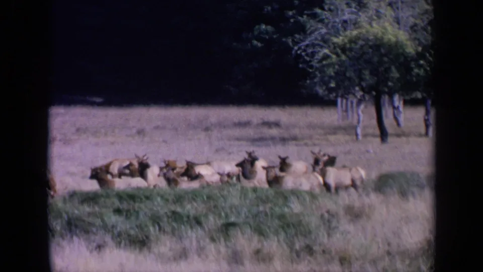 Soft 8mm frame of elk clustered low in a dry field, with grass in the foreground and trees beyond.