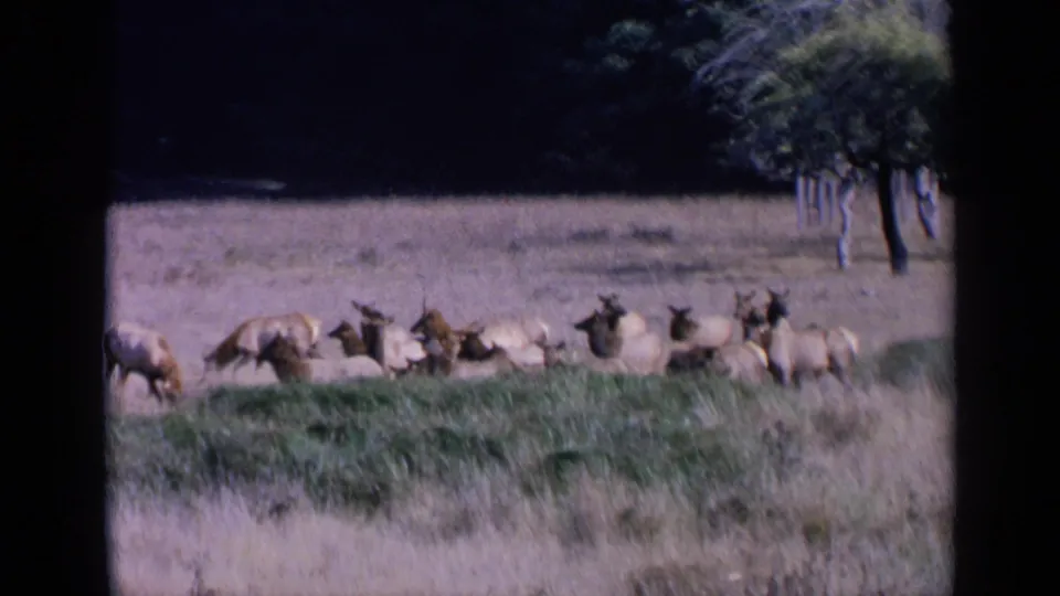 1963 home-movie frame showing a line of elk in dry grass, with green brush and trees in the background.
