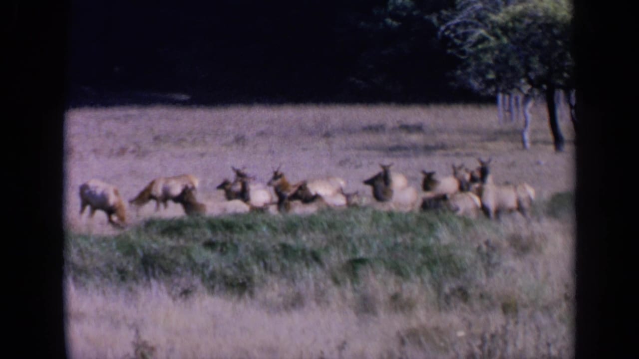 Elk herd grazing and resting in tall grass near a dark tree line.