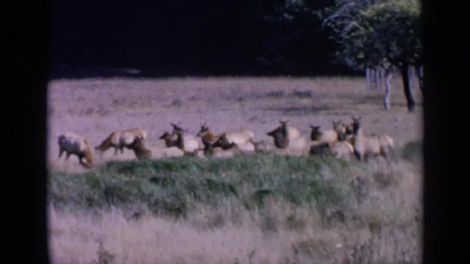 1963 8mm frame of elk scattered across tall grass near San Francisco metadata context, with a dark forest edge behind them.