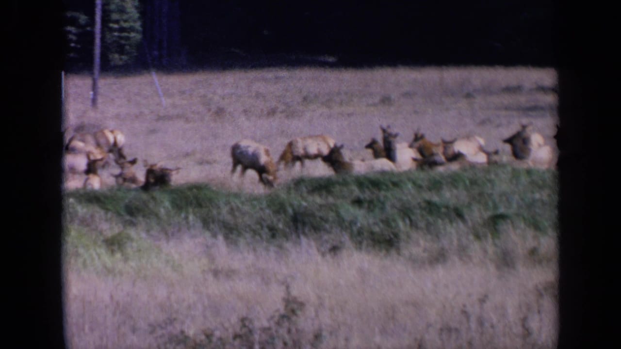 Elk spread across a meadow with trees and a vertical post in the background.