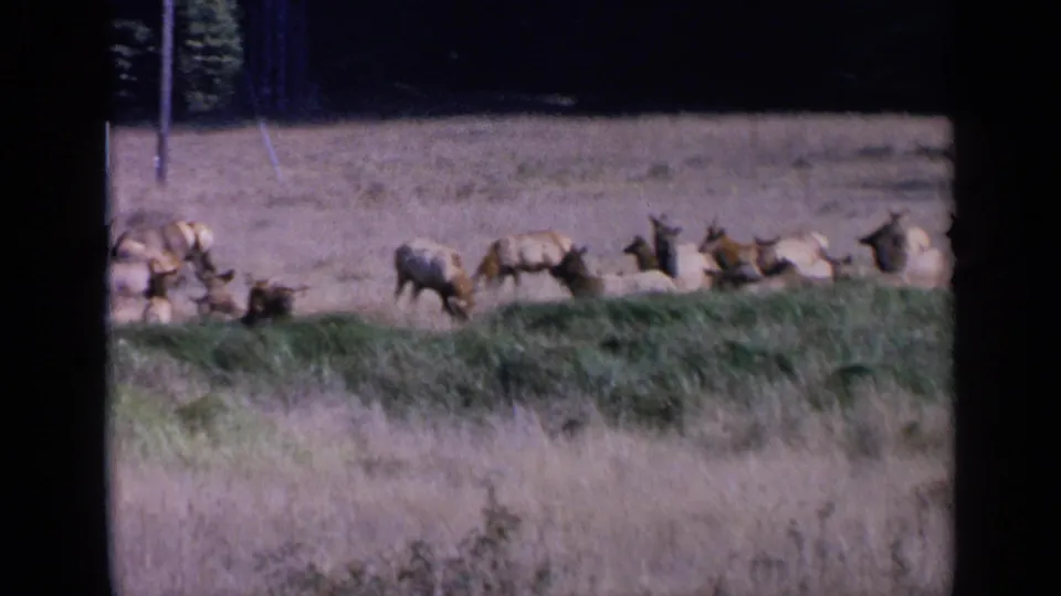 Elk stand and graze across a sunlit meadow in this 1963 8mm wildlife frame, with trees and a post behind them.