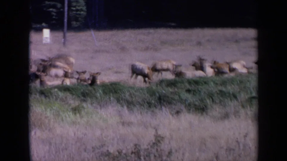 A 1963 8mm view of elk grazing and resting in tall grass, with a distant pole and pale marker beyond the herd.