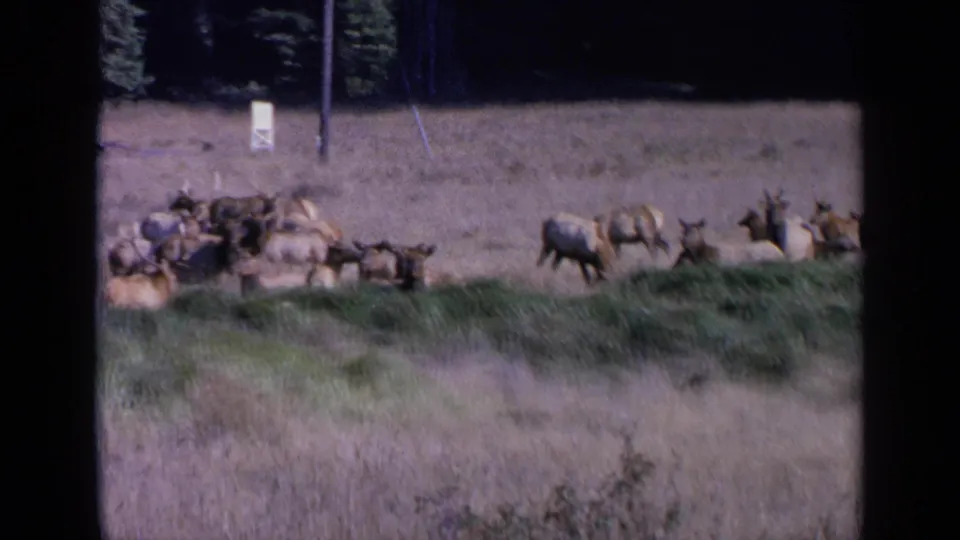 Final 1963 8mm frame showing elk in a dry California meadow setting, with standing animals, resting animals, and trees behind.