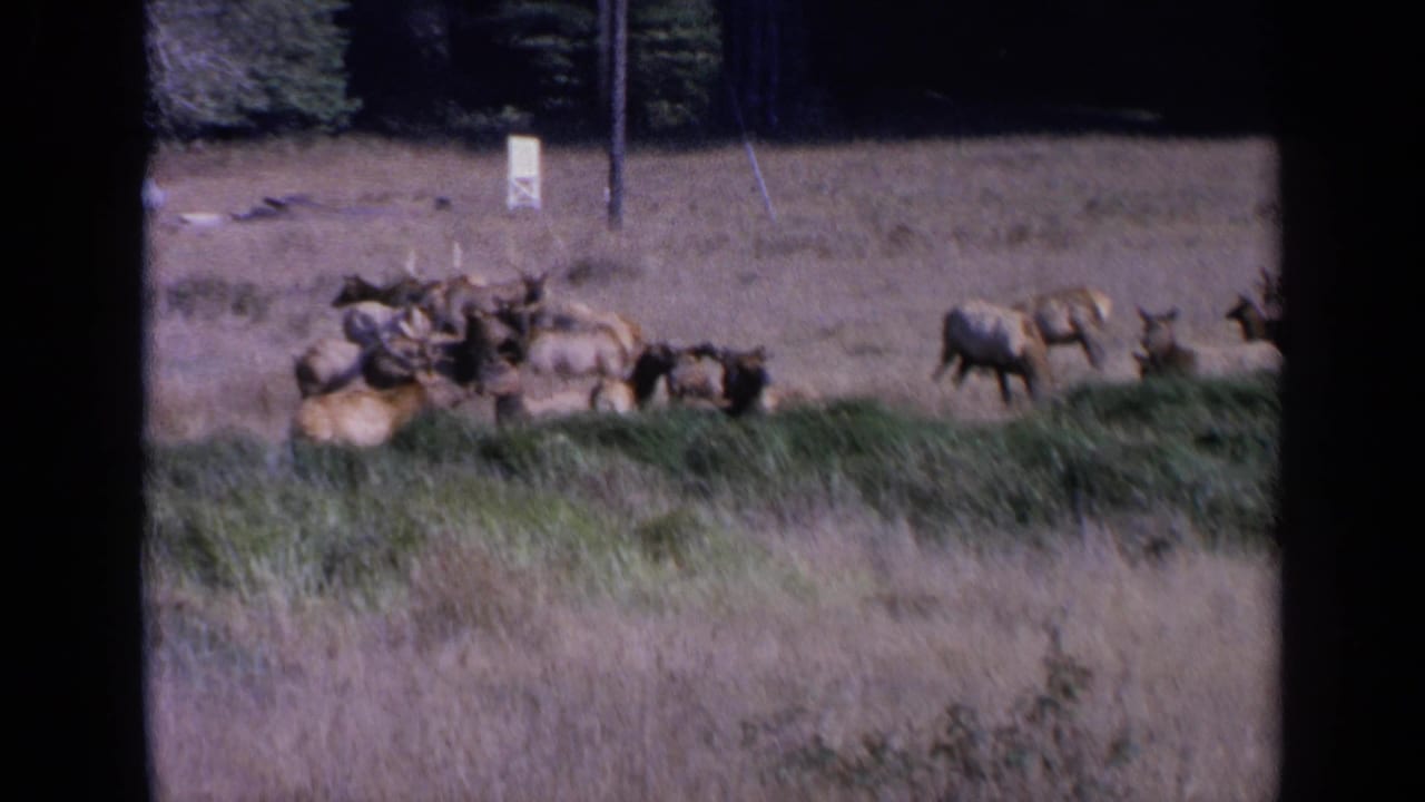 A herd of deer or elk rests and stands in dry grass near trees and a posted sign.