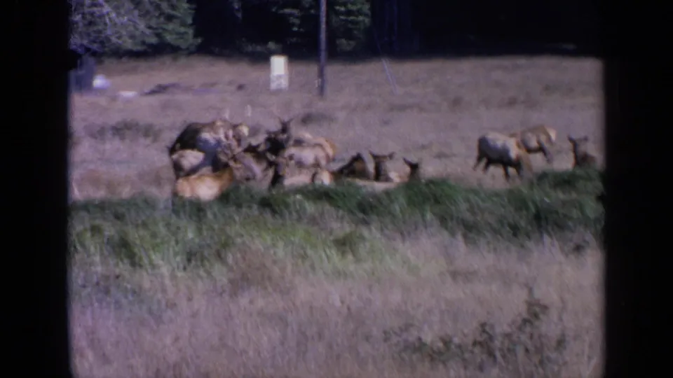 1963 San Francisco-area home-movie frame of deer or elk grouped in an open field, with a white sign and pole behind them.