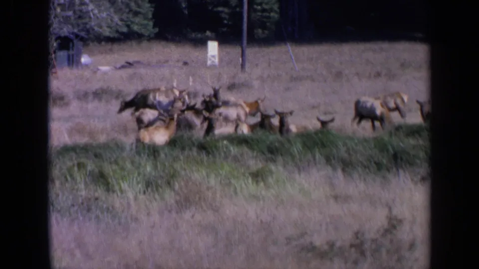 1963 San Francisco-area 8mm frame showing a herd spread across dry grass, some resting and others standing near trees.