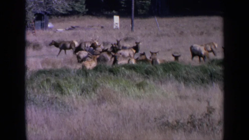 1963 San Francisco-area home-movie frame of deer or elk in a dry field, with trees, brush, a sign, and poles in the background.