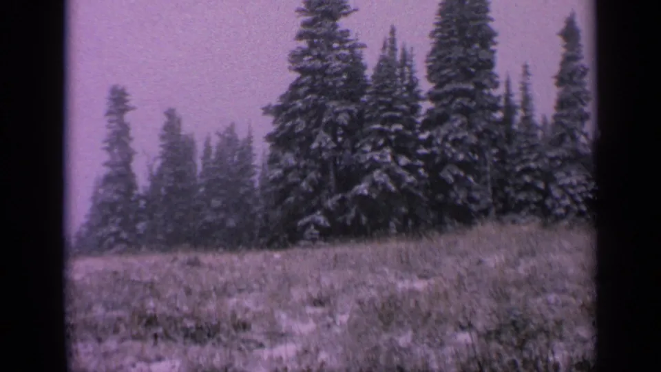 Vintage 8mm view of a Washington winter field with snow falling in front of tall pine or fir trees.