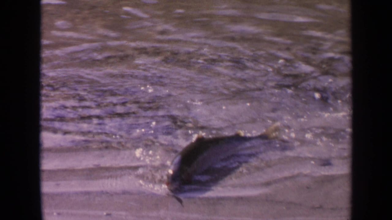 A caught fish moves in shallow water at the shoreline in 1963 Washington 8mm home-movie footage.