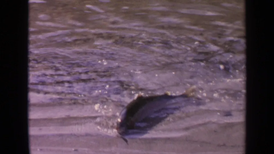 A caught fish moves in shallow water at the shoreline in 1963 Washington 8mm home-movie footage.
