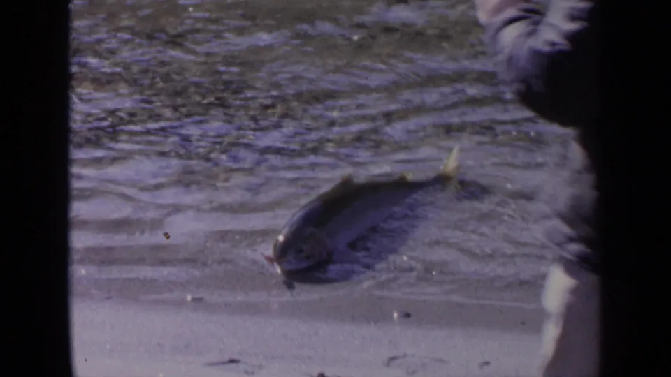 A fish rests or moves in rippling shallow water while a partially seen adult stands nearby in 1963 Washington footage.