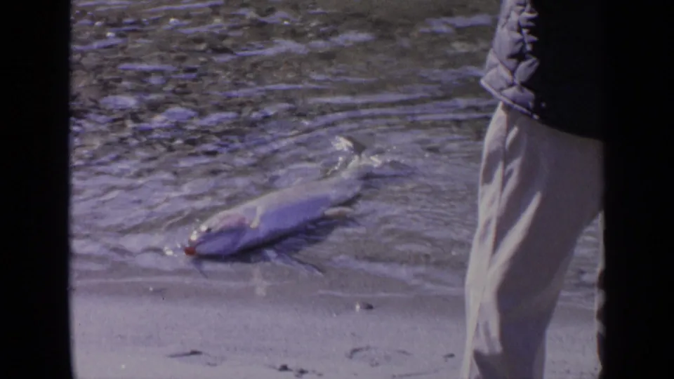 A caught fish lies in shallow water near the legs of an adult wearing light pants in 1963 Washington home-movie footage.