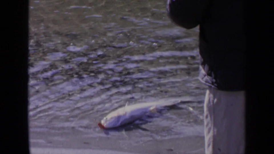 A fish remains in the shallow water as a partially visible adult stands at the edge of the 1963 Washington 8mm frame.
