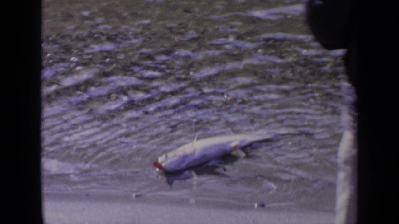 1963 Washington 8mm frame showing a large silver fish on wet sand at the edge of rippling water.