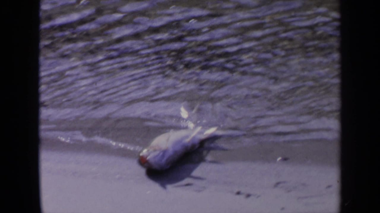 Large fish remains on a Washington shoreline in this 1963 8mm home-movie frame, with small waves behind it.