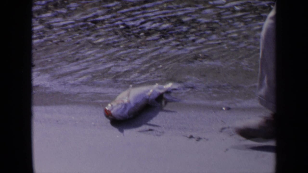 A large fish lies on the wet shore as part of a fisherman enters the 1963 Washington 8mm frame.