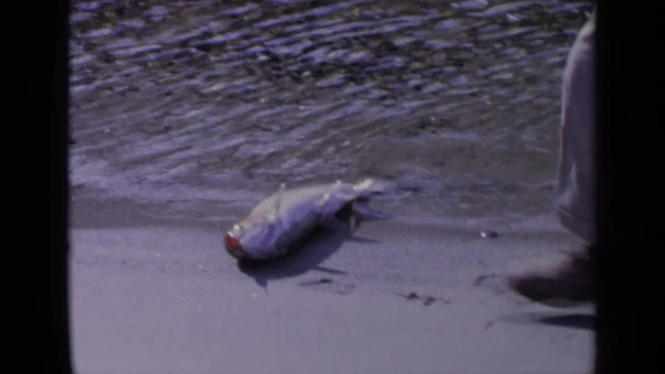 A large fish lies on the wet shore as part of a fisherman enters the 1963 Washington 8mm frame.
