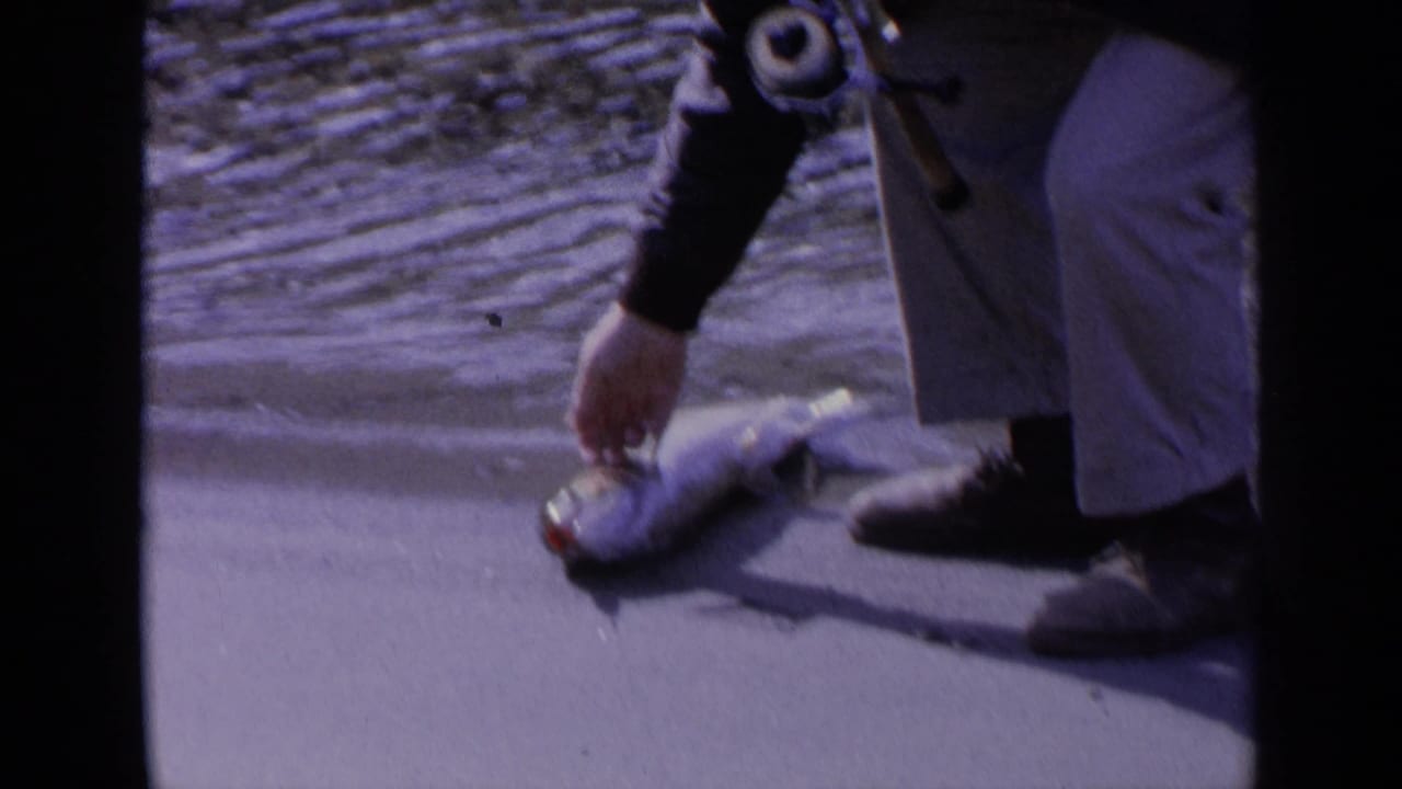A fisherman in light trousers and boots reaches for a large fish by the waterline in 1963 Washington home-movie footage.