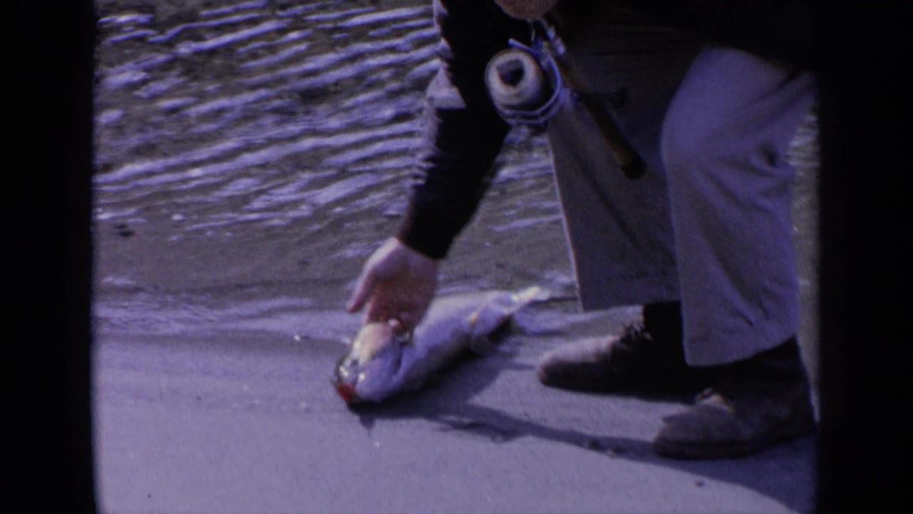 Fisherman bends near the water and touches a fish on the shore.