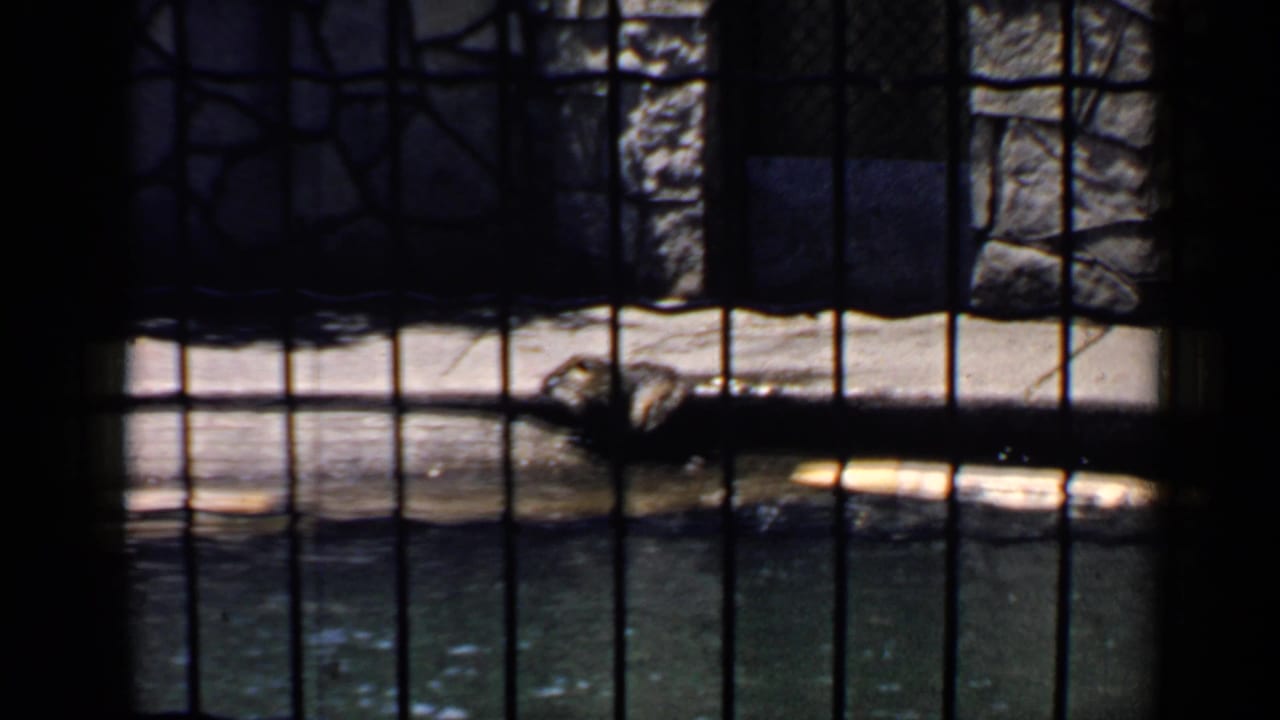 1957 Chicago 8mm zoo view of a raccoon resting behind wire mesh near a concrete pool edge and stone wall.
