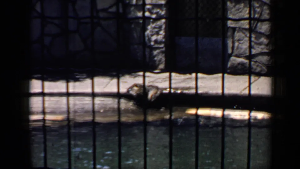 1957 Chicago 8mm zoo view of a raccoon resting behind wire mesh near a concrete pool edge and stone wall.