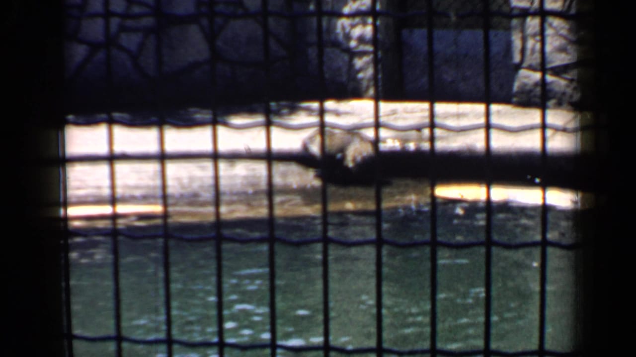 Wire mesh foreground frames the zoo pool and stone enclosure with the raccoon partly visible near the ledge.