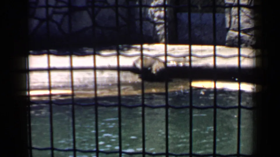 Raccoon remains near the pool edge in a fenced Chicago zoo enclosure, seen through dark wire mesh on 8mm film.