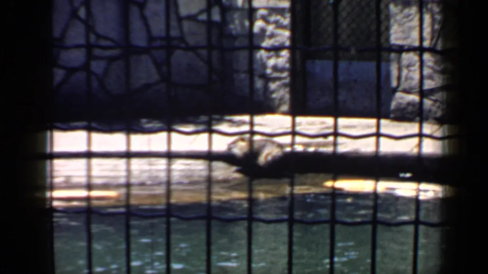 Mid-century 8mm zoo footage shows the raccoon stretched near the pool, partly obscured by the foreground fence.