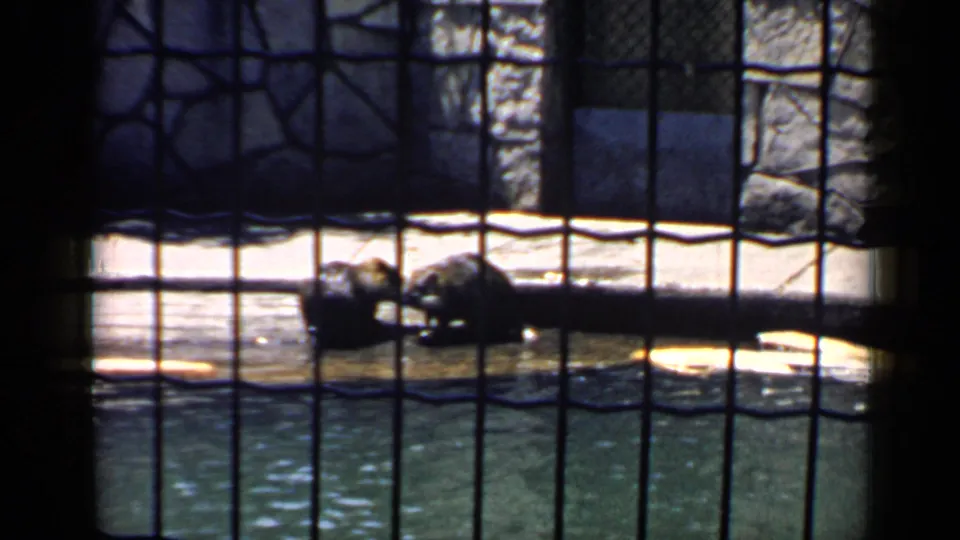 The final frame shows the raccoon upright near the water inside the Chicago zoo enclosure, with stonework and fencing visible.