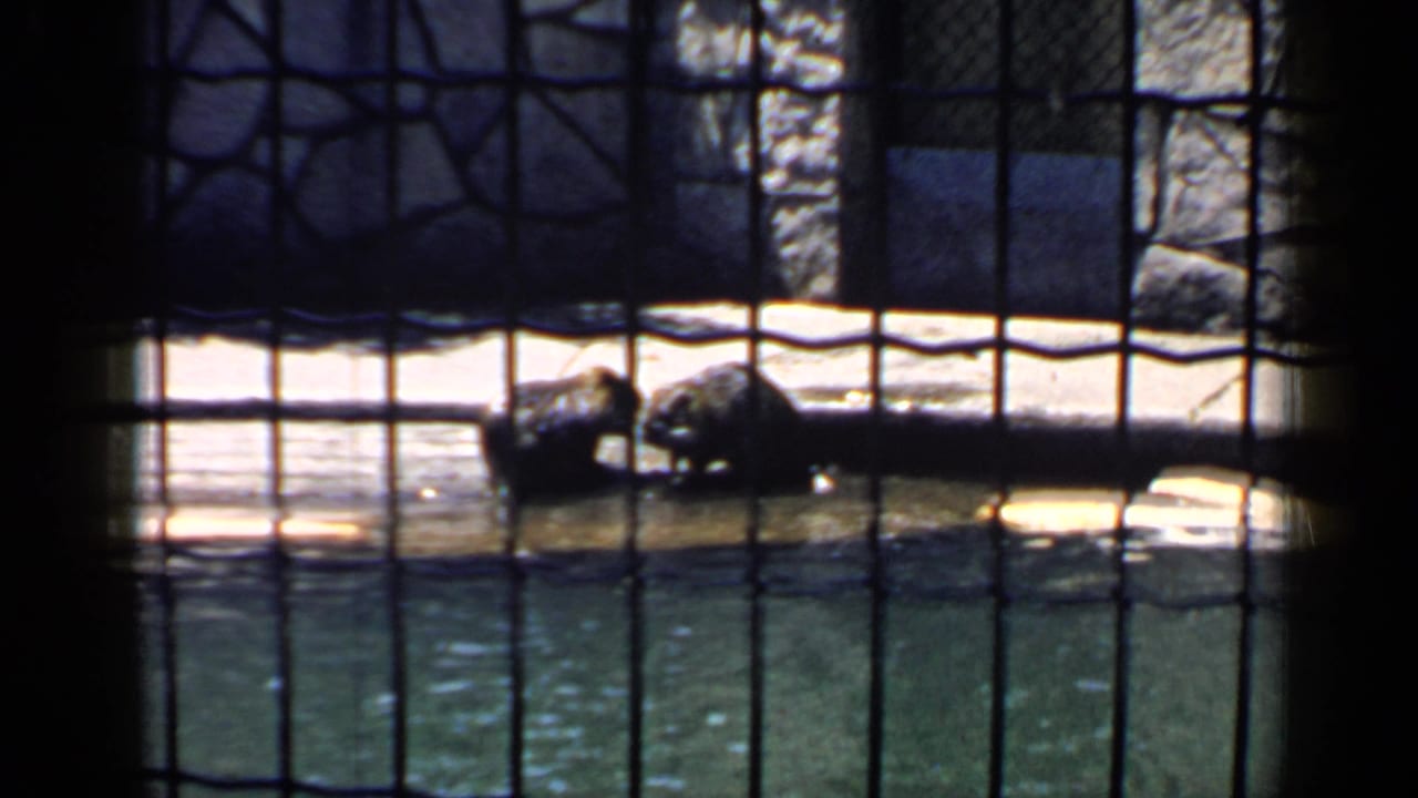 1957 Chicago zoo footage appears to show two otters beside water, seen through a dark cage mesh.