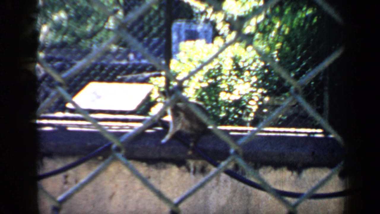 Raccoon sits on a horizontal rail behind a chain-link fence.
