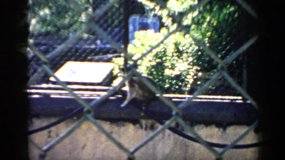 1957 Chicago 8mm frame of a raccoon perched on a rail behind diamond-pattern chain-link fencing.