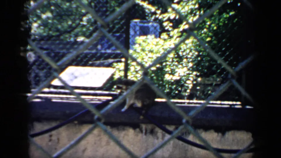 Raccoon on a fence rail in a Chicago outdoor enclosure, viewed through soft 8mm chain-link foreground.