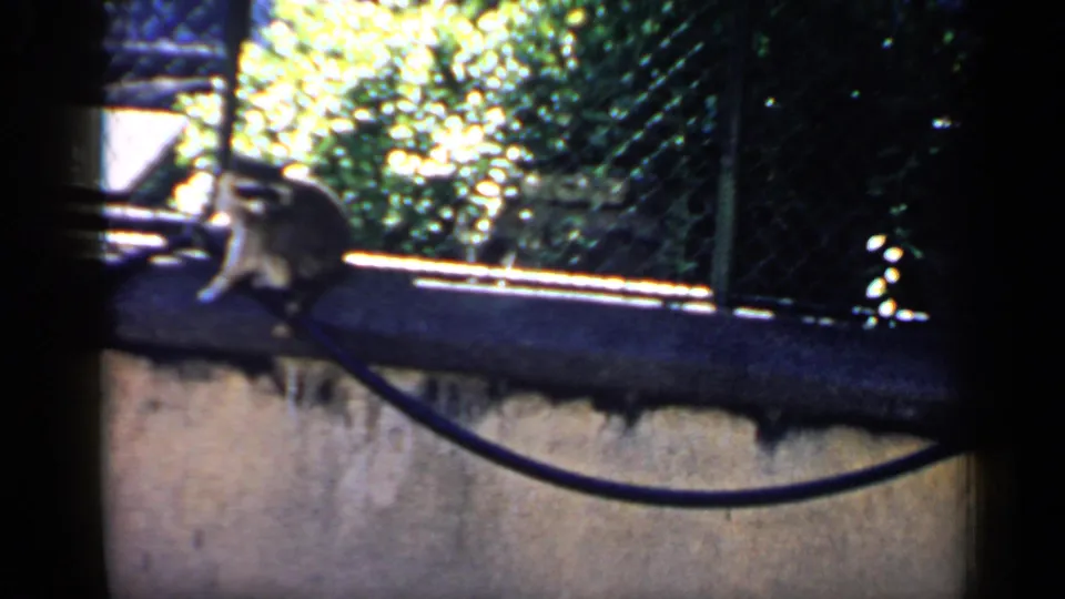 Soft 8mm view of the raccoon shifting along the rail behind chain-link fencing in the outdoor enclosure.
