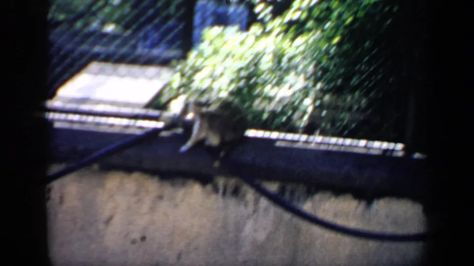 1957 Chicago home-movie frame showing the raccoon seated on a rail and scratching inside a fenced enclosure.