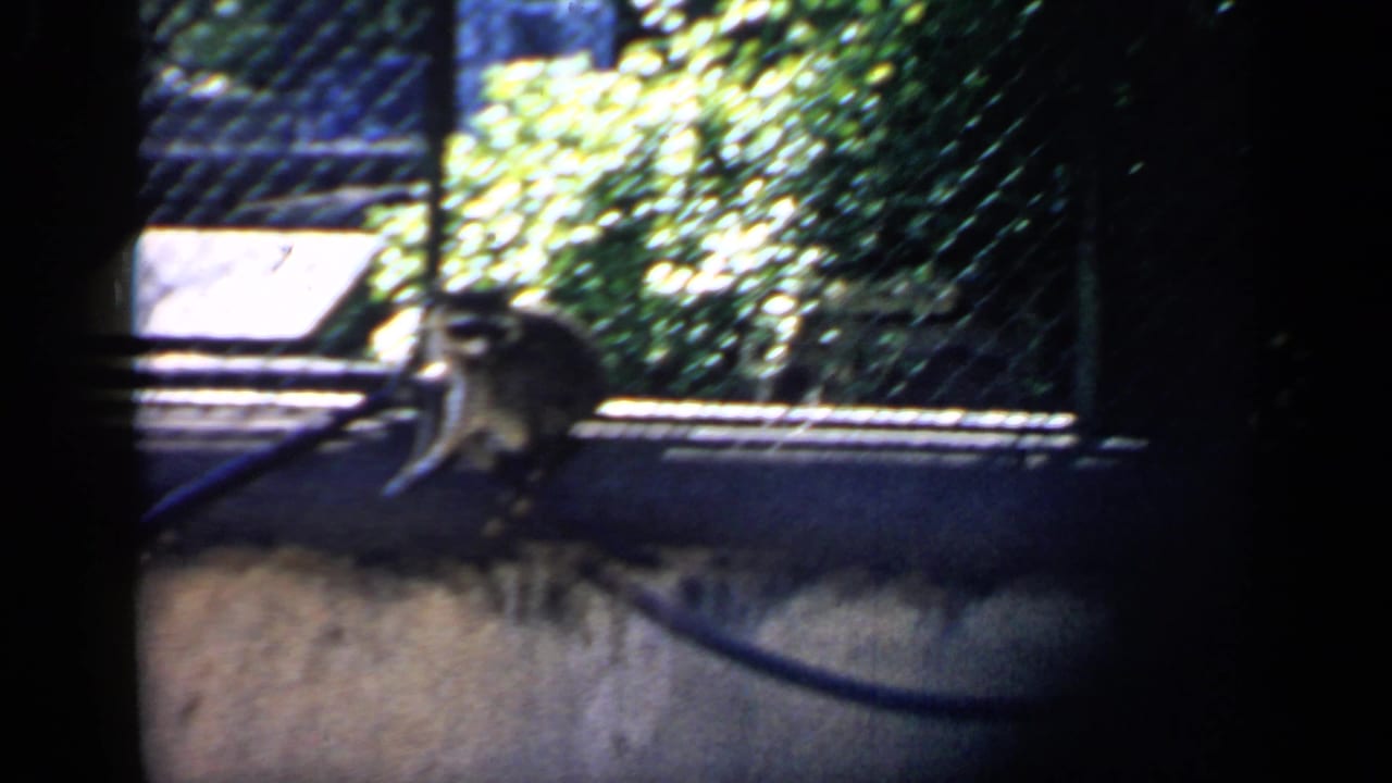Raccoon perched on a ledge beside chain-link fencing and foliage.